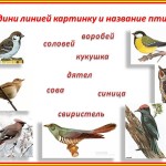 птицы